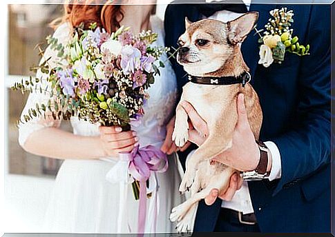 Shift couple holds a chihuahua in her arms