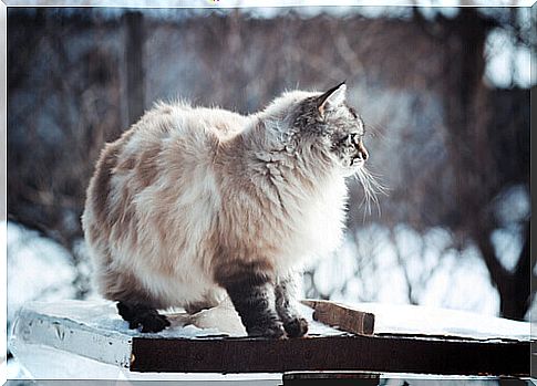 Photos of dogs and cats who love winter