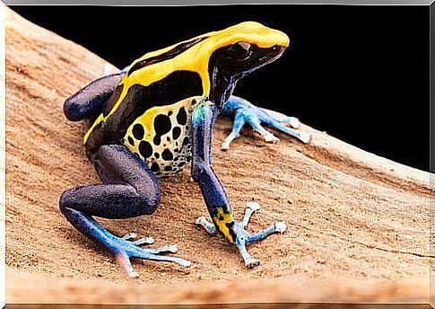 Poison Dart Frog: Beautiful but deadly