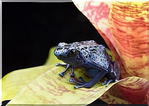 a blue poison dart frog