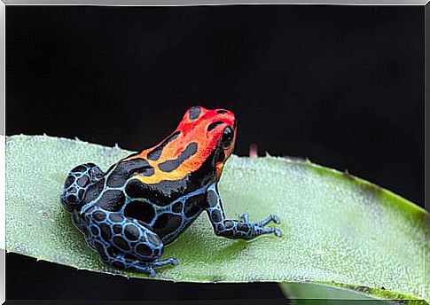 a red blue polka dot frog on a leaf