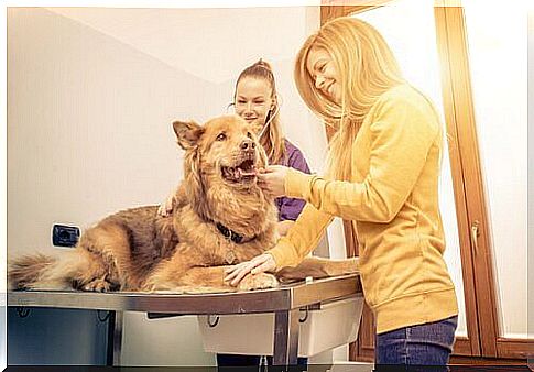 Dog at the vet