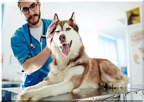 Husky visiting the vet