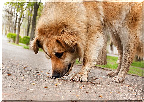 Prevent the dog from eating on the street