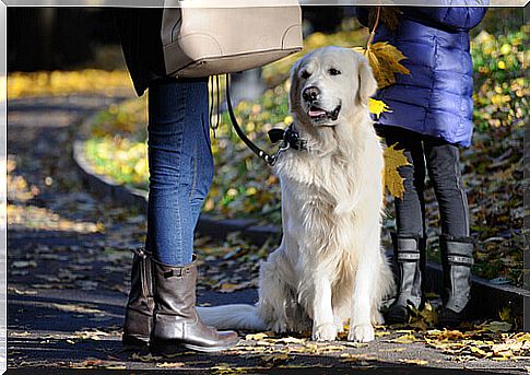 Dog on a leash and women at the park