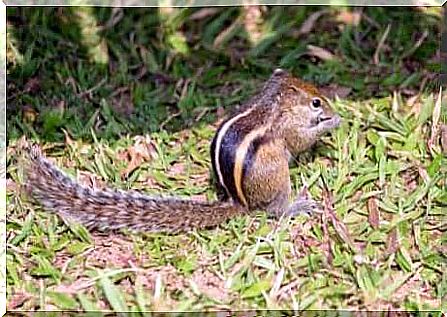 Squirrel eats an acorn on a meadow.