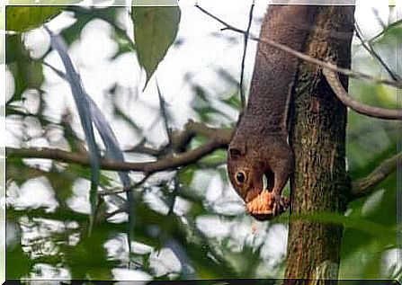 Specimen of eastern squirrel falls down a tree.