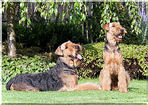 Purebred dogs: the Airedale Terrier