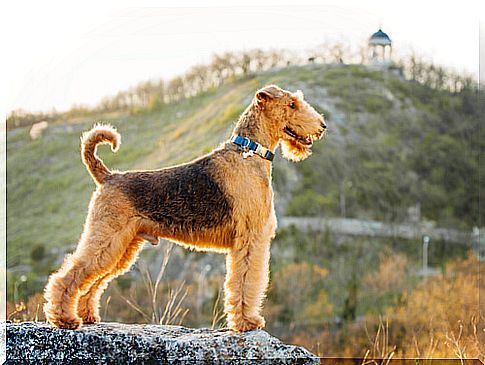 airedale-terrier-2