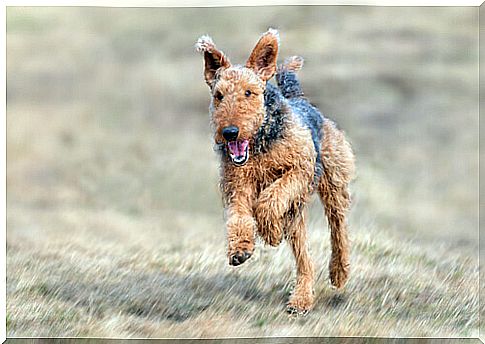 airedale-terrier-3