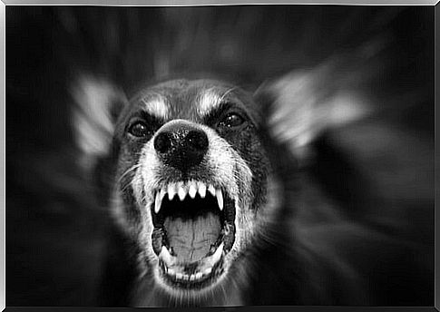 Reasons why a dog can become aggressive