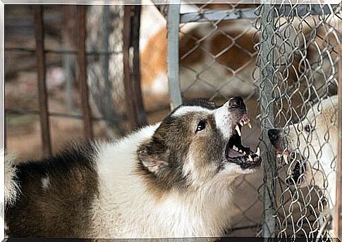 aggressive dog in the kennel 