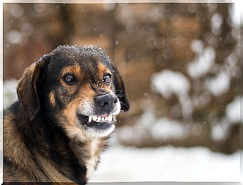 dog growling in the snow 