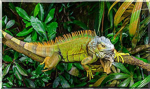 Tubercle Iguana in its natural habitat. 