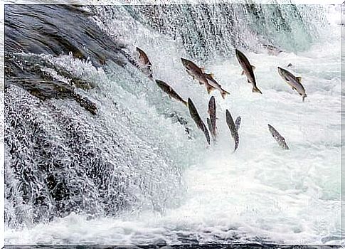 Group of salmon jump upstream