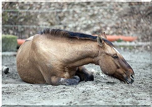 Horse suffers from colic.