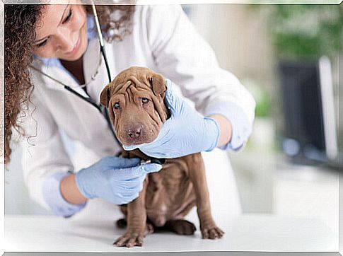 Shar pei at the vet for control