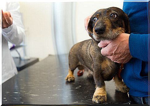 Bassoto in a veterinary office 