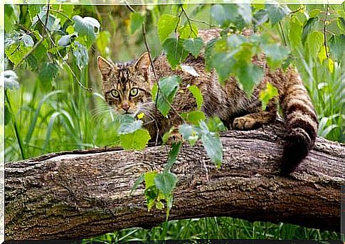 Scottish wildcat: the recovery plan to save him