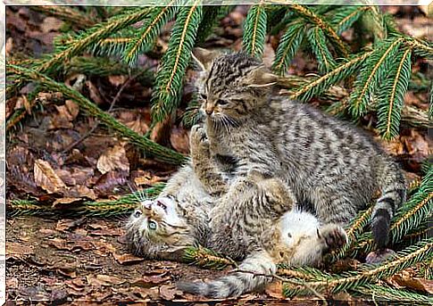 Scottish wildcat with litter.