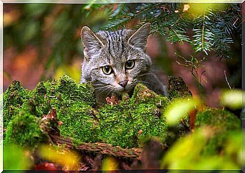 Face of a Scottish wild cat.