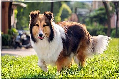 Shetland dog: characteristics and needs