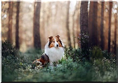 Shetland dog in a wood