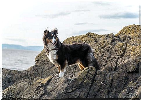 Shetland dog at the seaside