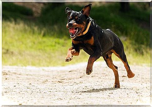 Rottweiler running on the street 