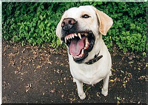 Dog growling with open mouth 