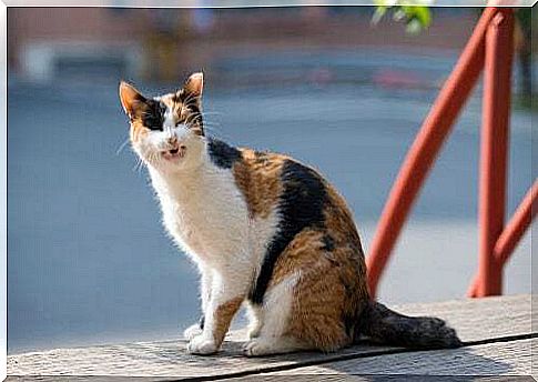 Cat with skin cancer: piebald cat