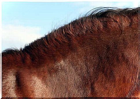 Skin problems in horses: tips to solve them