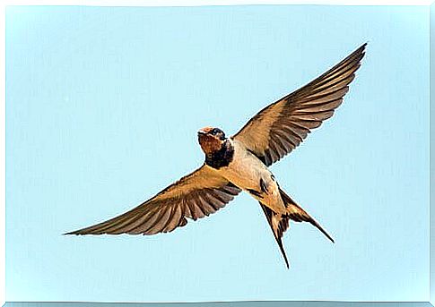 a swallow in flight