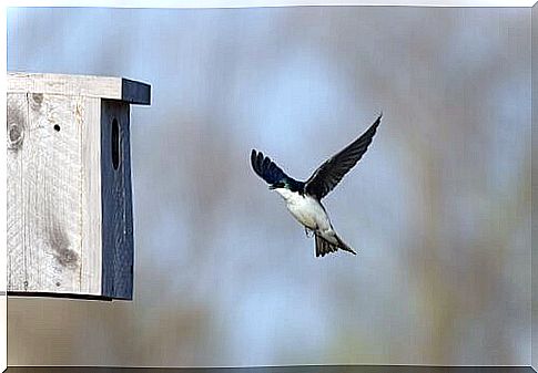 a swallow glides towards a box that serves as a nest