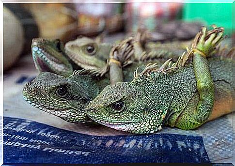 Illegal reptile trafficking