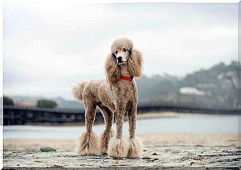 Continental cut poodle