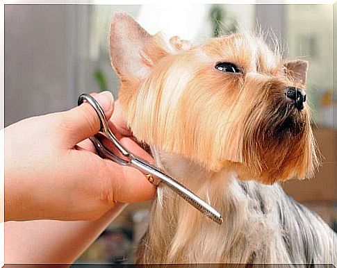 Trim the dog's fur with scissors 