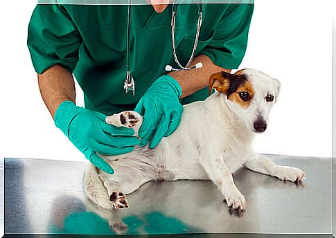 dog-veterinarian