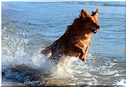 Take the dog to the beach for a great day