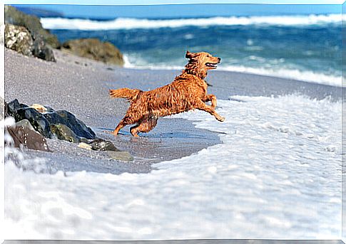 Dog jumps on the beach