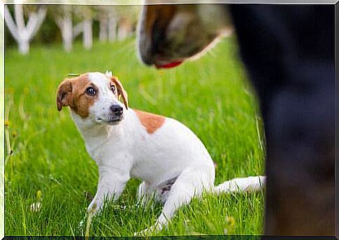 Bandages for dogs