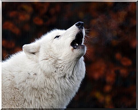 This is why dogs howl when they hear a siren