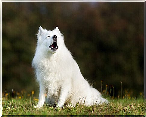 dog-howling. 1jpg