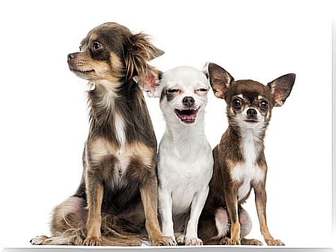 The 10 smallest dog breeds in the world