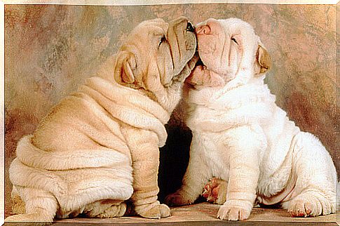 The 5 best dog breeds with wrinkles