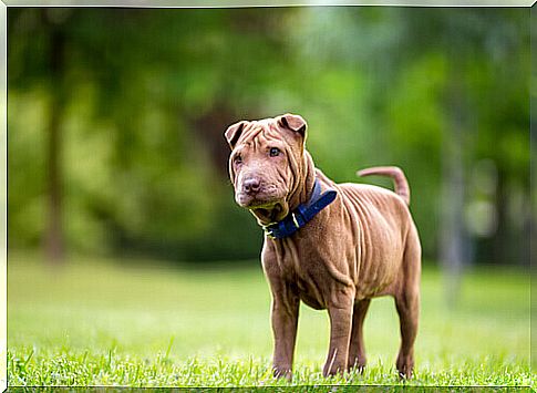 shar pei on the lawn