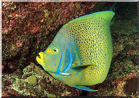 Koran angelfish next to a rock