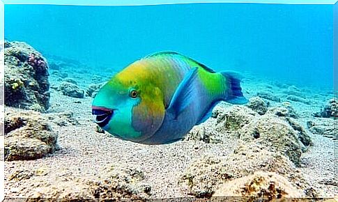 Parrotfish swims in turquoise waters