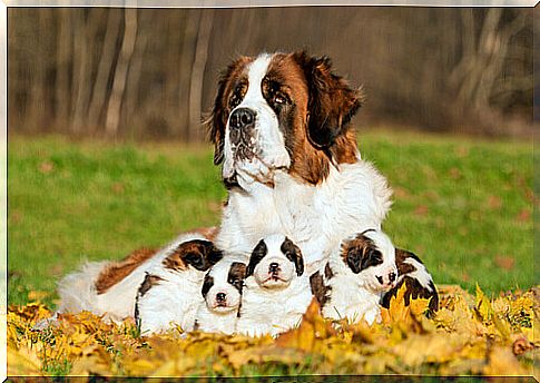 a St. Bernard mastiff with a litter