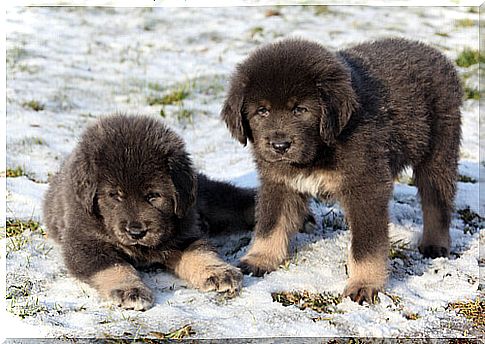 two Tibetan mastiff puppies on the snow